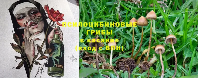 Галлюциногенные грибы Psilocybine cubensis Бобров